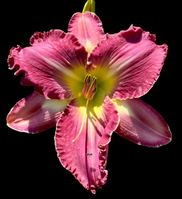 A close-up image of a pink hybrid daylily flower with a lighter, arrowhead shaped eye zone above a chartreuse throat.