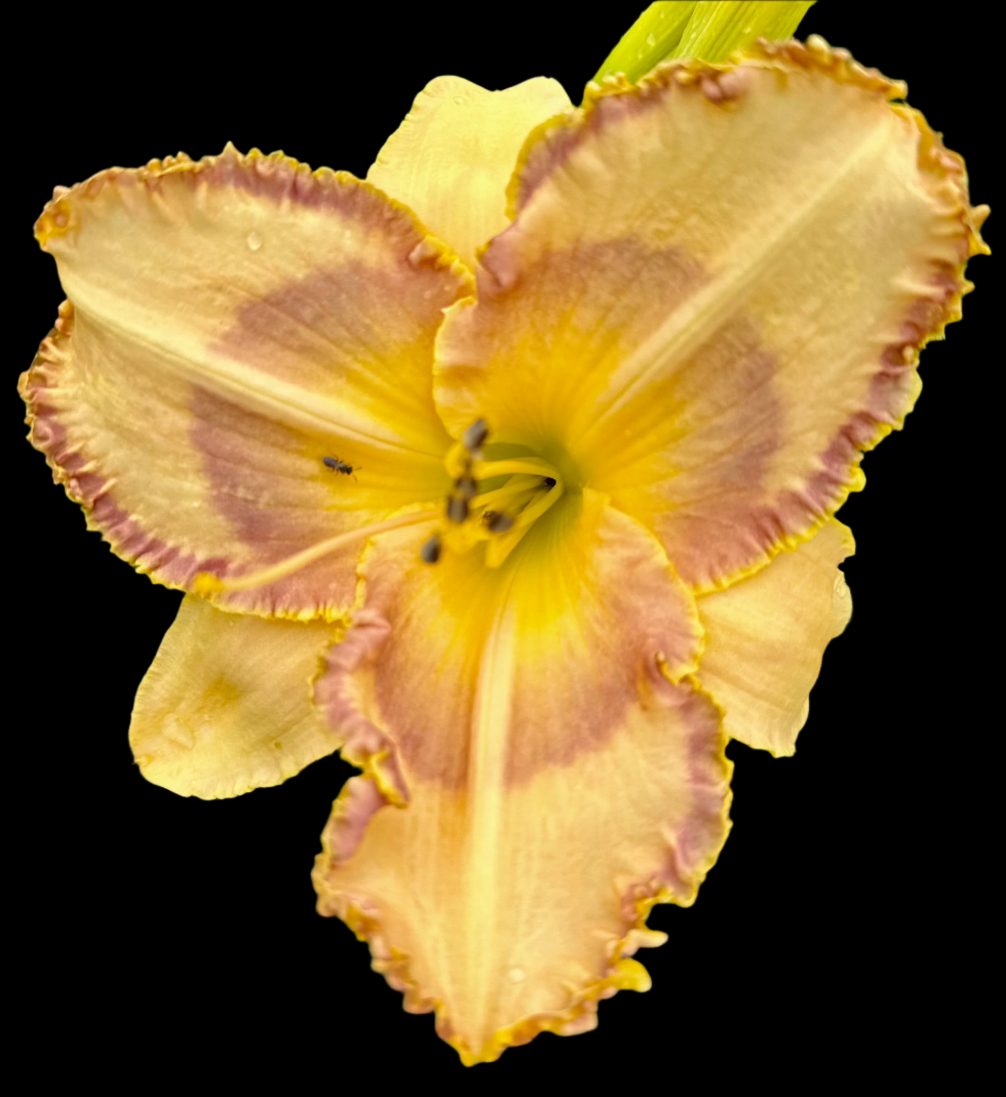 Close-up image of a single yellow daylily flower with a lavender edge and cream stitching, glitter dusted on the midribs and sepals.