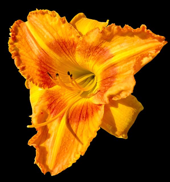 A close-up image of an orange hybrid daylily flower with a bright yellow throat and recurved petals.