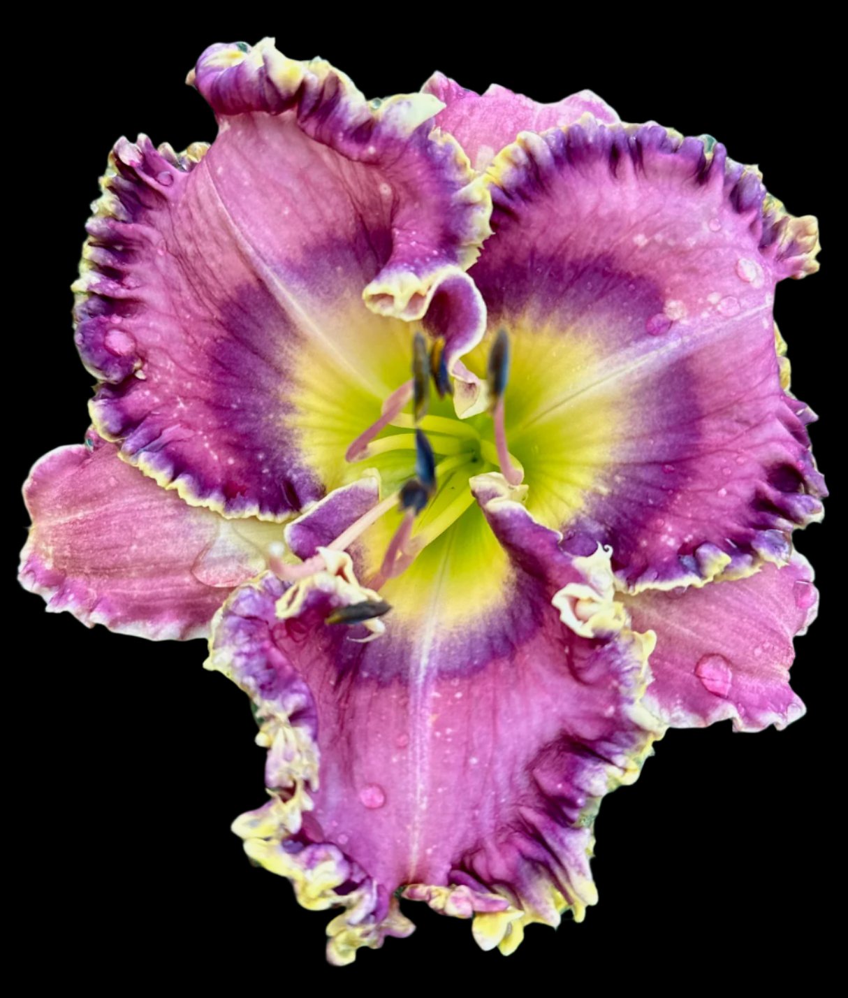 A close-up image of a purple lily flower with a visible center and petals.