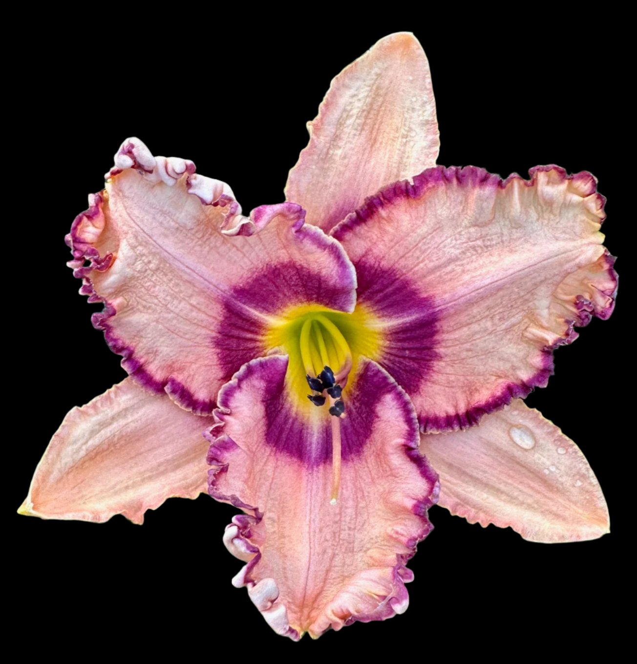 A close-up image of a large, extra-large pink and purple hybrid daylily flower with a chevron eye zone and ruffled petals.