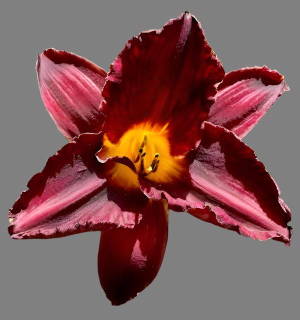 A close-up image of a Hybrid Daylily flower with a deep yellow throat and red stippling, with yellow to dark plum stamens and black anthers.
