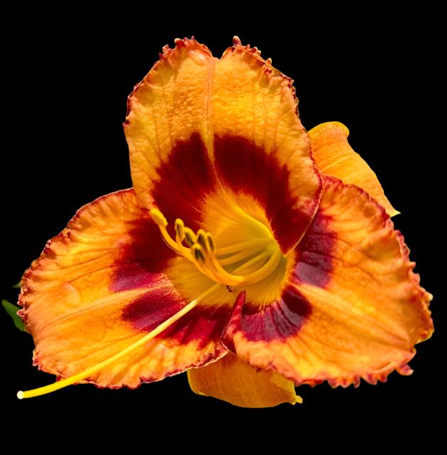 A close-up image of an amber glowing flower with a large red-plum eye zone and strong yellow throat with plum stippling around the edges.