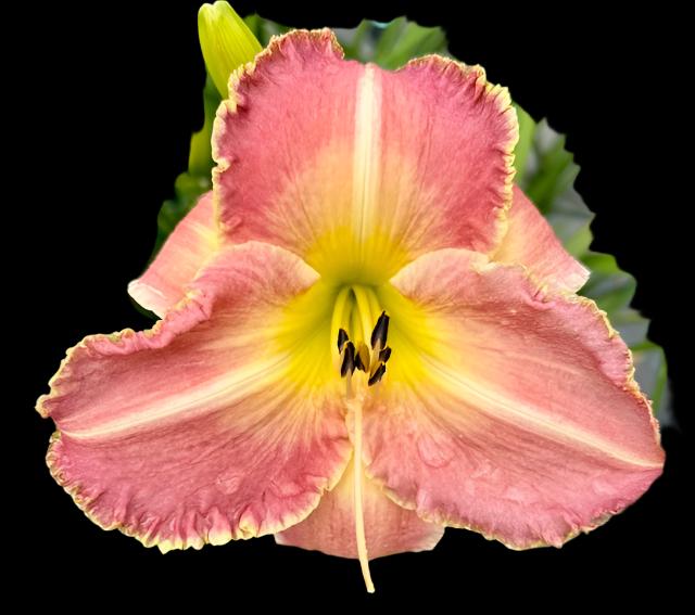 A close-up image of a pink hybrid daylily flower with a yellow throat and recurved petals.