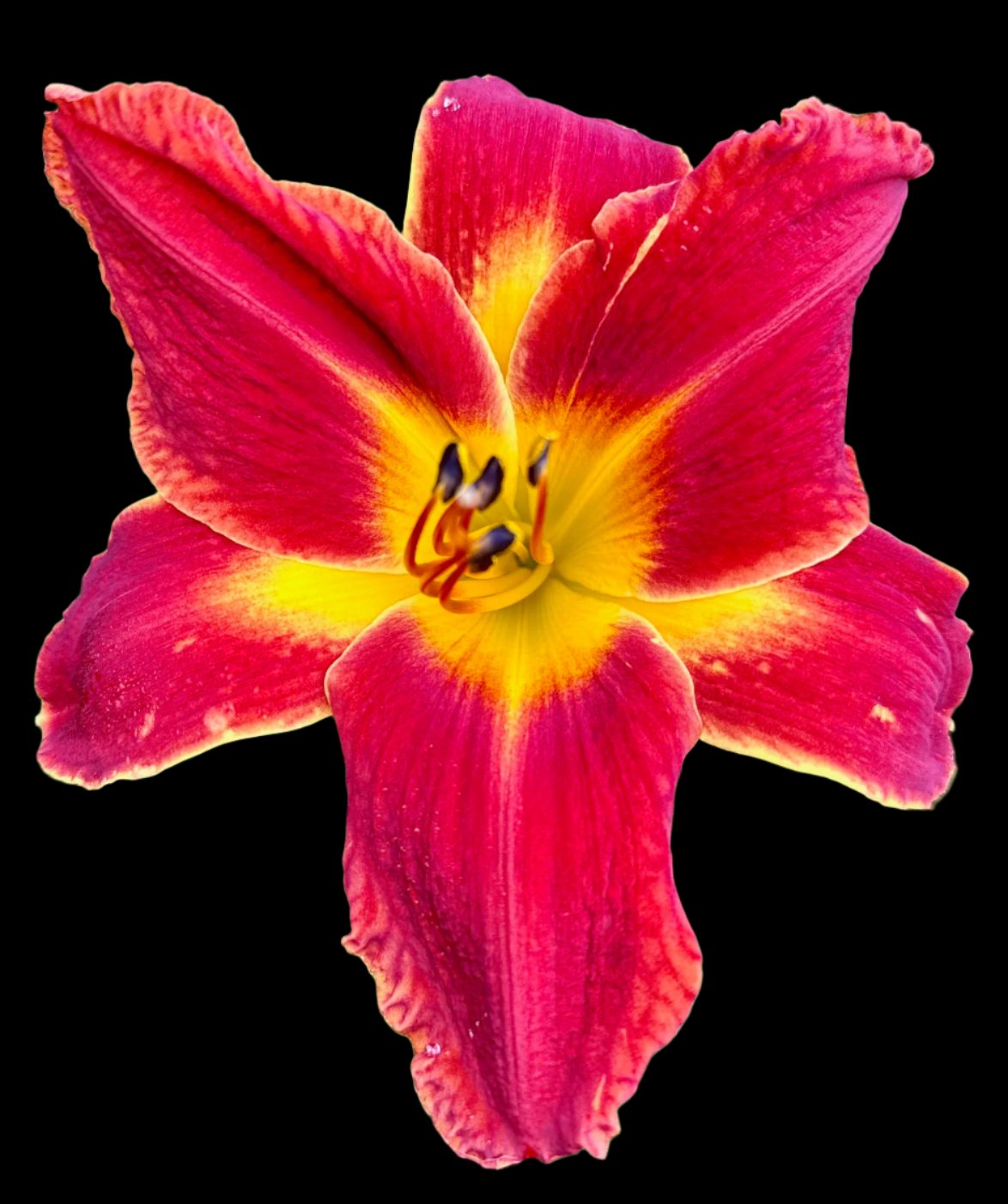 A close-up image of a neon red hybrid daylily flower with lighter edges and a feathered green-yellow throat.