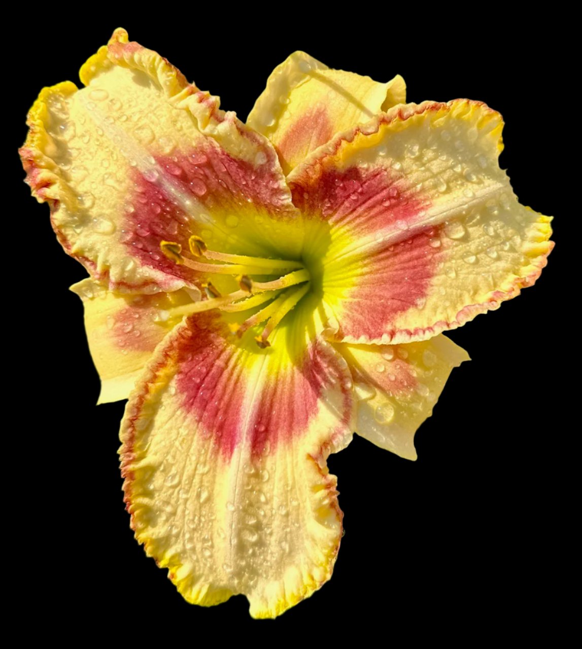 A close-up image of a butter yellow daylily flower with a large plum-red eye zone, stippled into a green throat, with butter yellow petals and a cream-colored edge.