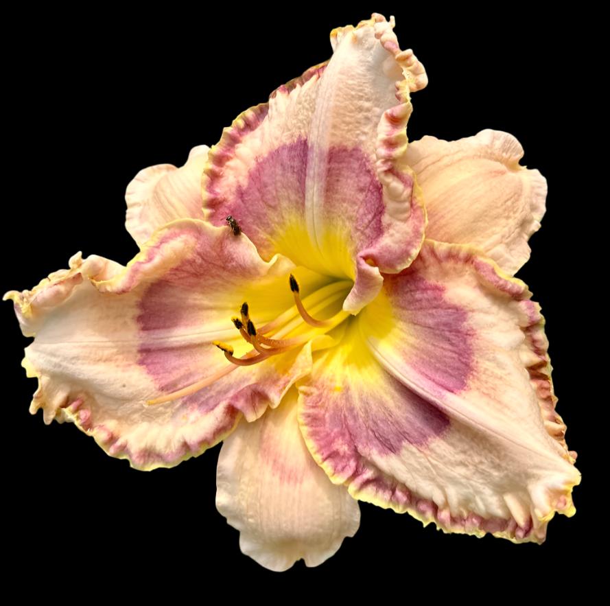 A close-up image of a pink and white lily flower with ruffled petals and a yellow throat.