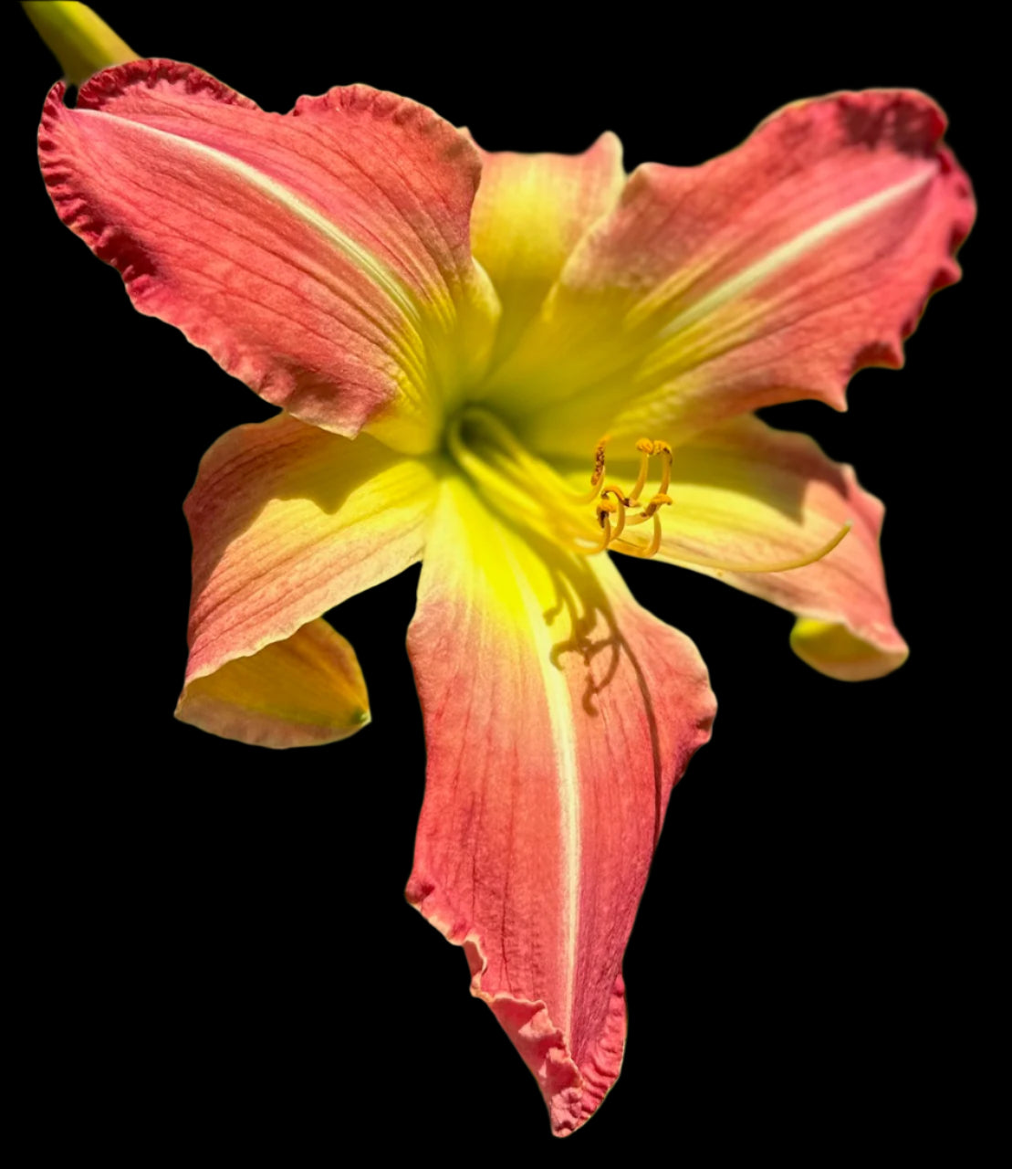 A close-up image of a large pink and yellow daylily flower with a butter yellow throat and darker veining on the petals.