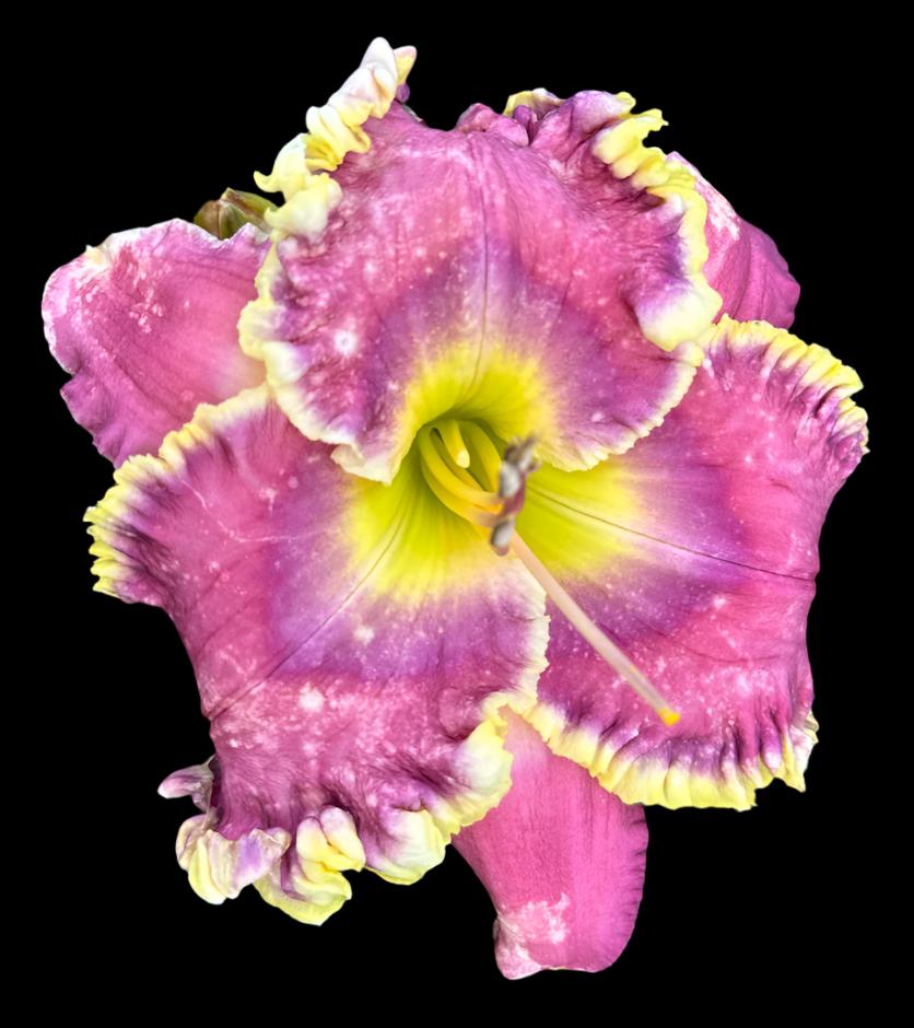 F33 | Deep Pink with Yellow ruffles Hybrid Daylily