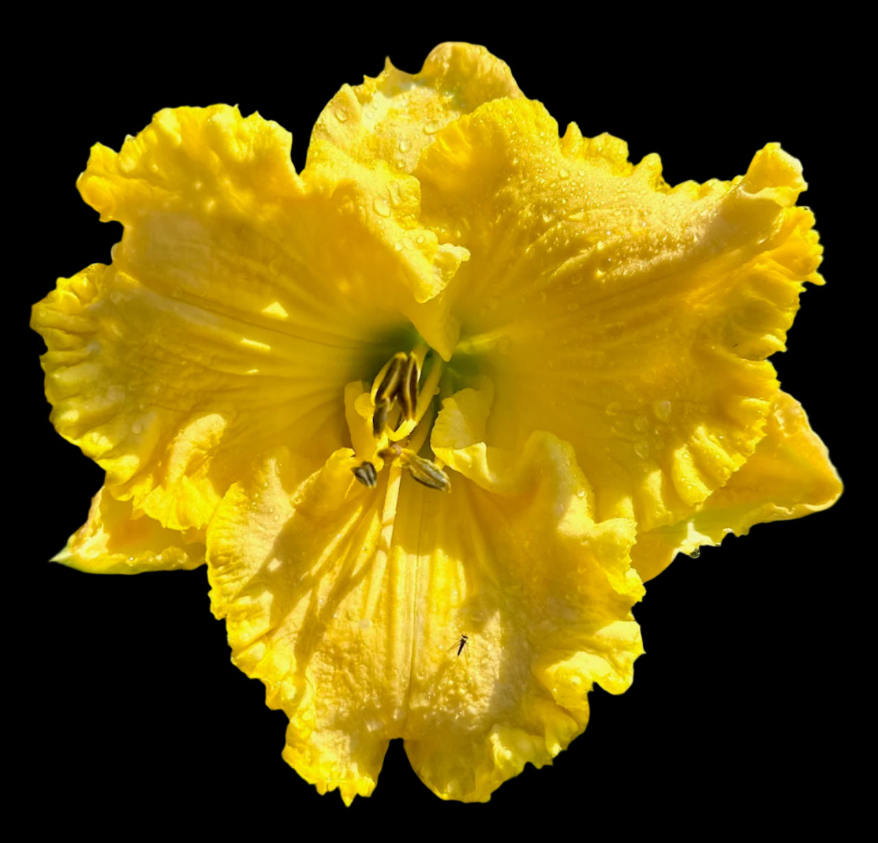 A close-up image of a yellow hybrid daylily flower with ruffled petals and pink-peach midribs.