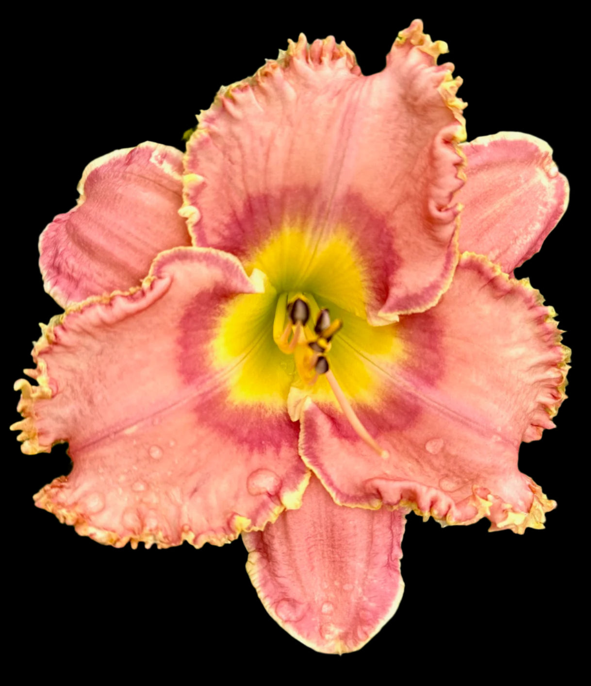 F7 | Violet-Medium Pink Hybrid Daylily