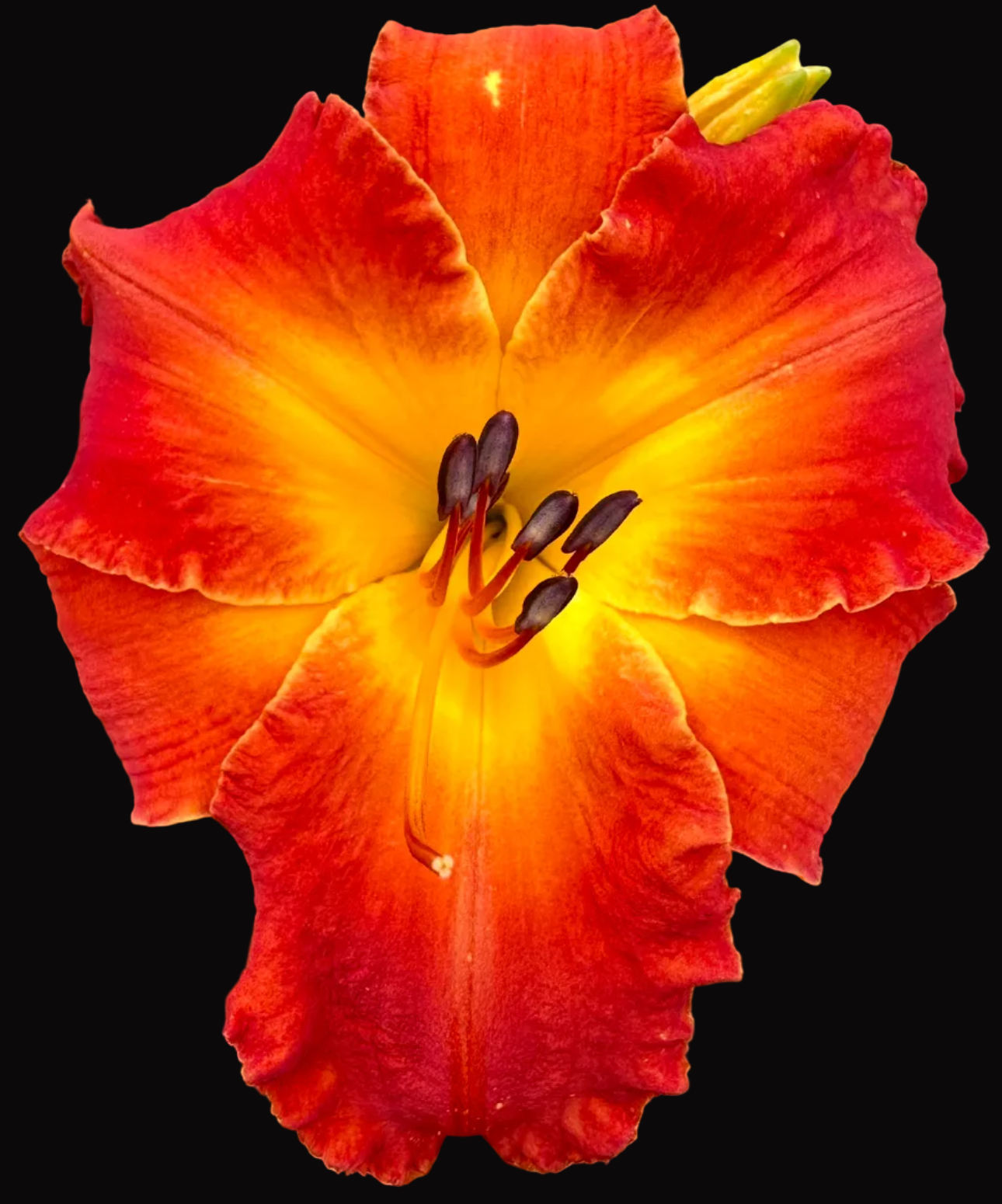 G30 | Fiery Scarlet with Golden Flame Center