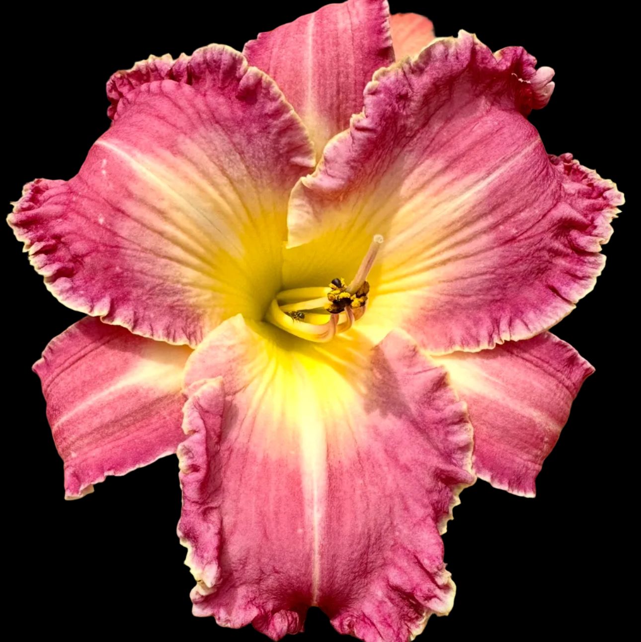G61 | Lavender Rose with Plum Ruffled Edge
