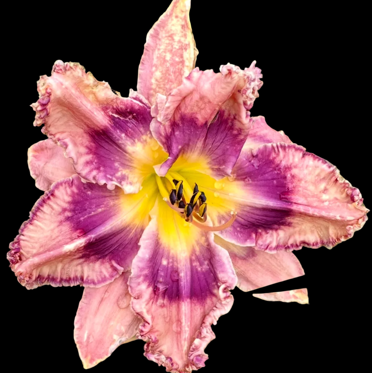 I55 | Ruffled Rose Pink with Plum Eye