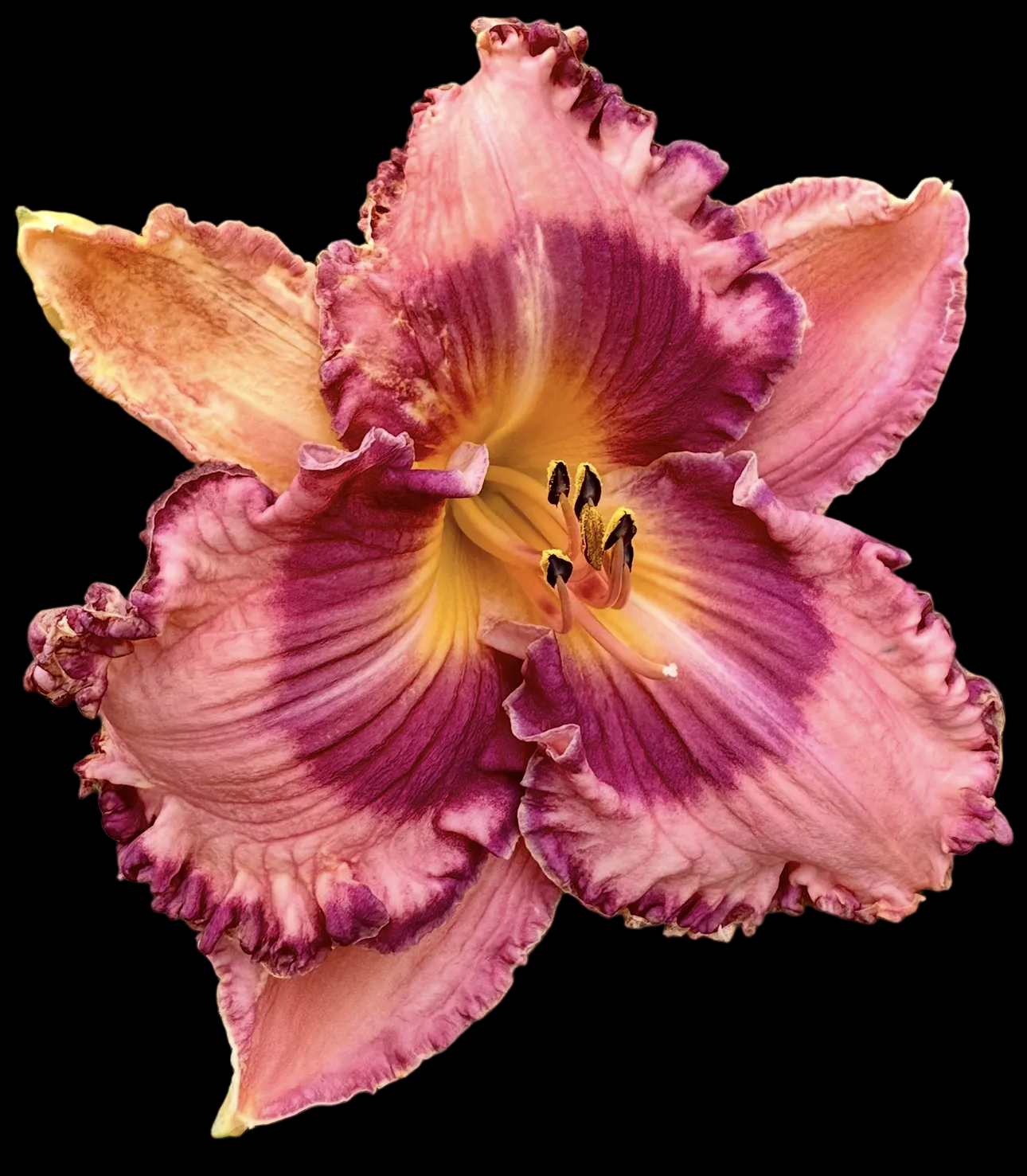 K11 | Dramatic Rose-Mauve with Plum Edge