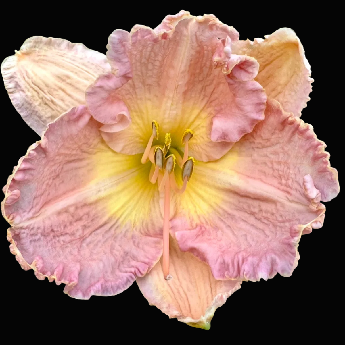 A close-up photograph of a blooming daylily flower with ruffled pink petals and a yellow center, surrounded by green foliage. The photo appears within a phone app screenshot interface with a date header and photo thumbnails below.