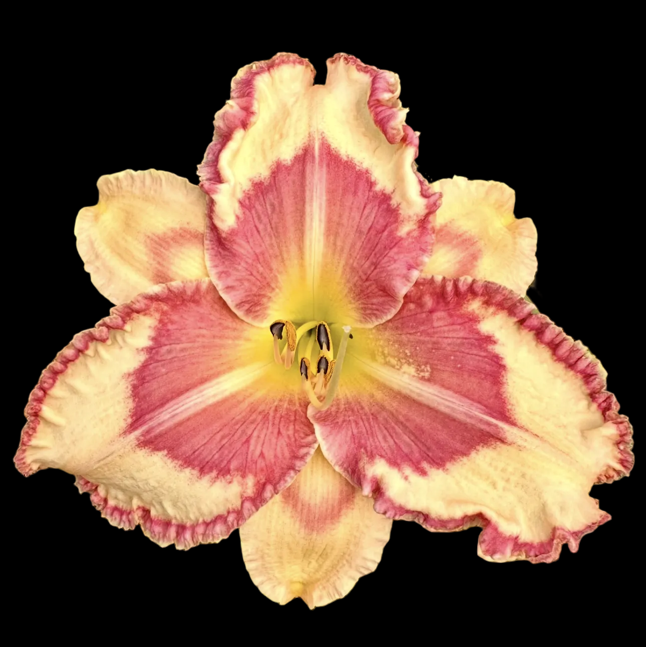 K10 | Large Strawberry Cream Ruffles