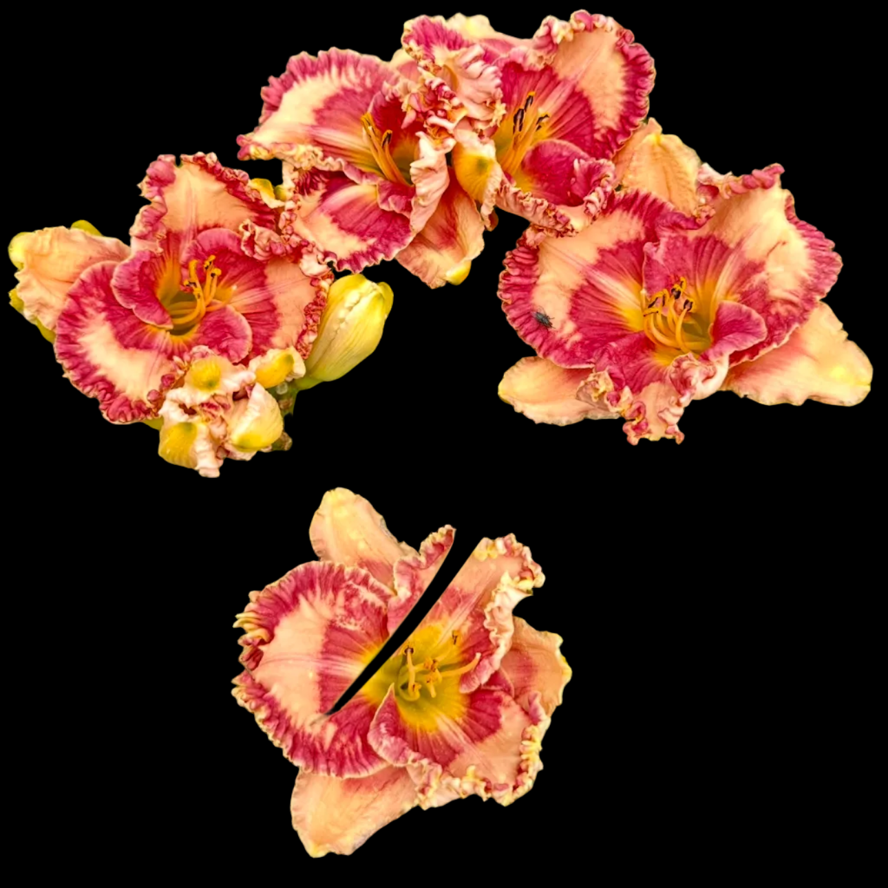 K27 | Heavily Ruffled Cream with Raspberry Eye