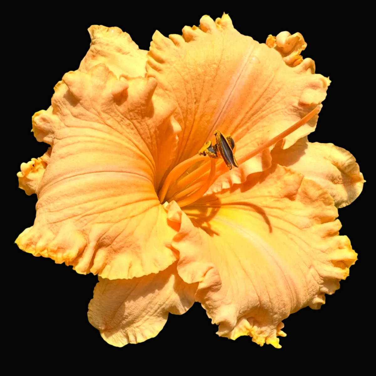 A close-up photograph of a single orange daylily flower with ruffled petals, set against green foliage. The photo appears to be a screenshot from a phone gallery or photo app, with status bar icons and a bottom row of thumbnail images visible.