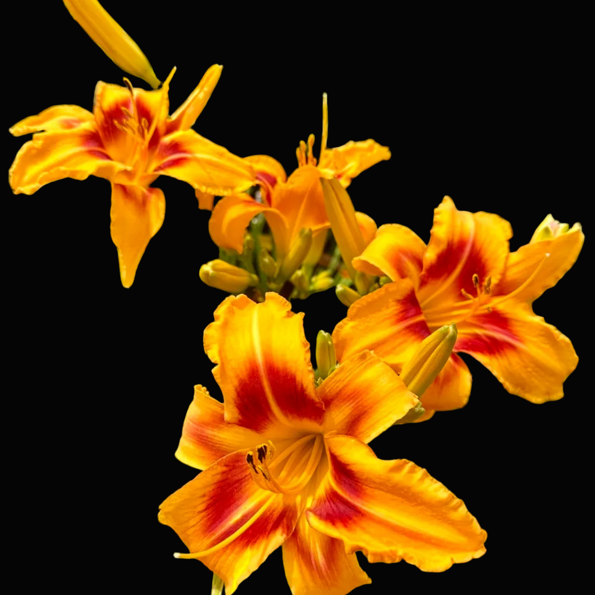 A close-up photograph of bright orange daylily flowers with red streaks, growing among long green leaves. The photo appears to be taken from a phone app interface, with a date and time header at the top and a row of thumbnail images along the bottom.