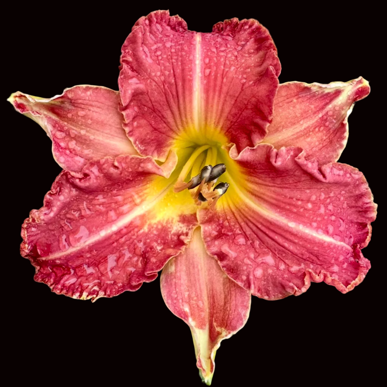 N56 | Ruffled Raspberry with White Midrib