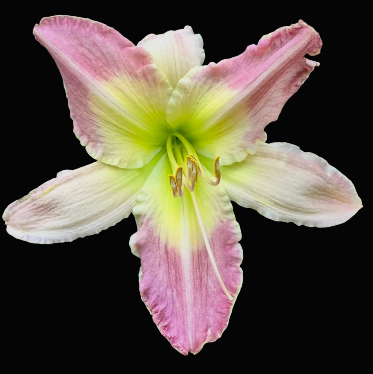 A close-up photograph of a pink and cream daylily flower in bloom, surrounded by green foliage. The image appears to be a screenshot from a phone gallery or app, with status bar icons and a row of thumbnail images visible at the bottom.