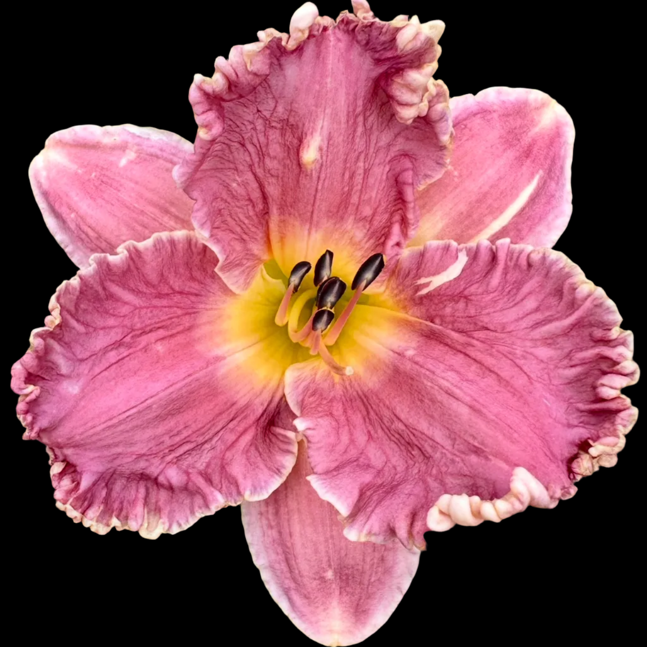 O101 | Ruffled Mauve Purple with Cream Edge