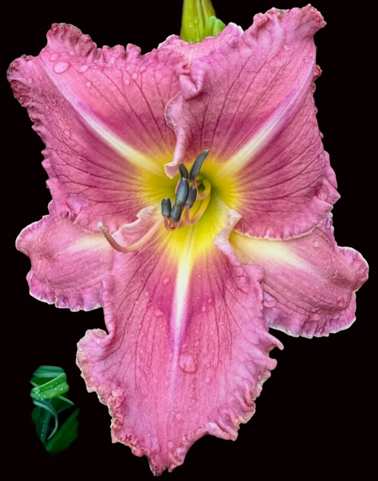O42 | XL Ruffled Dusty Rose
