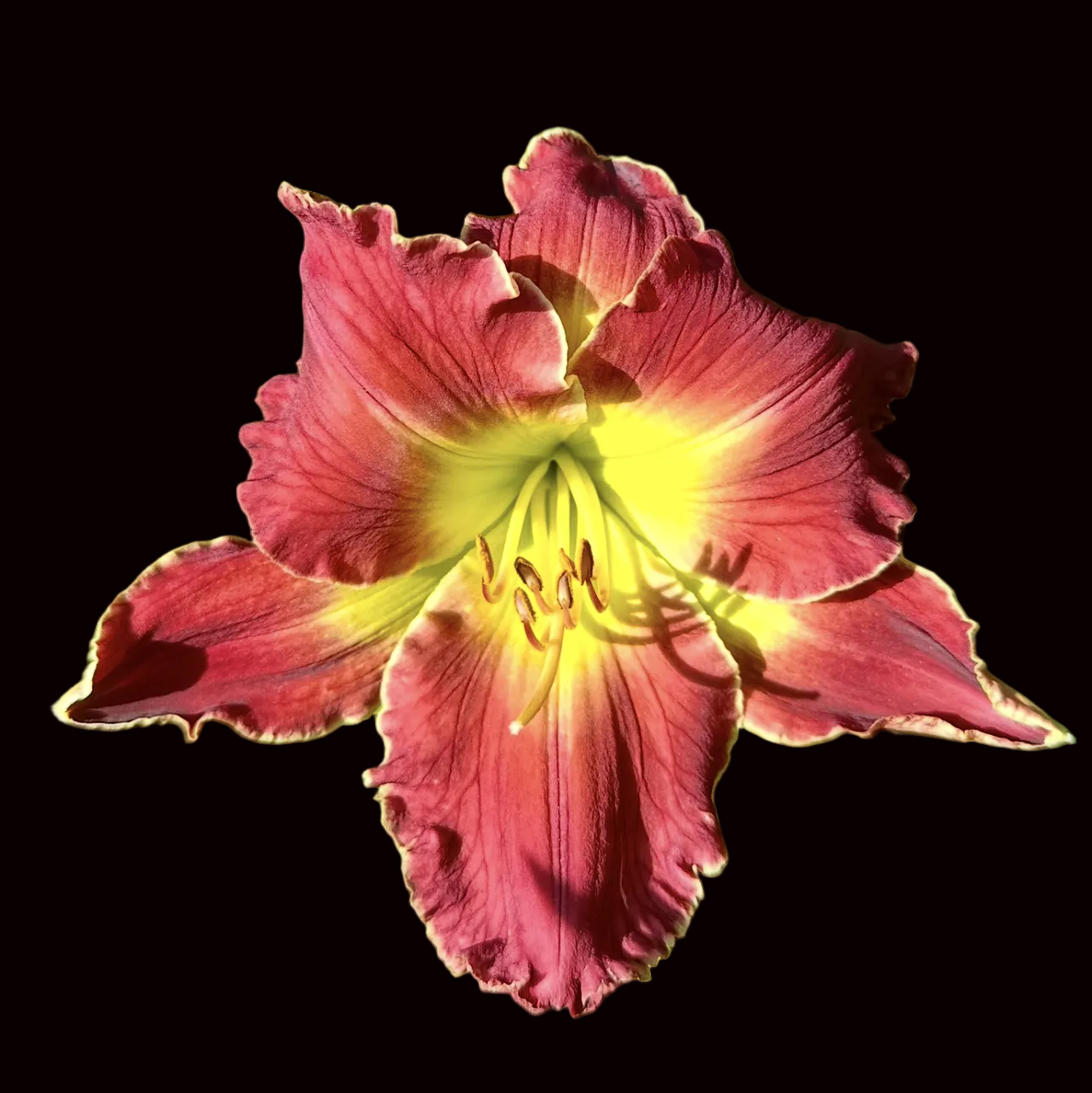 O44 | Ruffled Red Plum with Green Throat