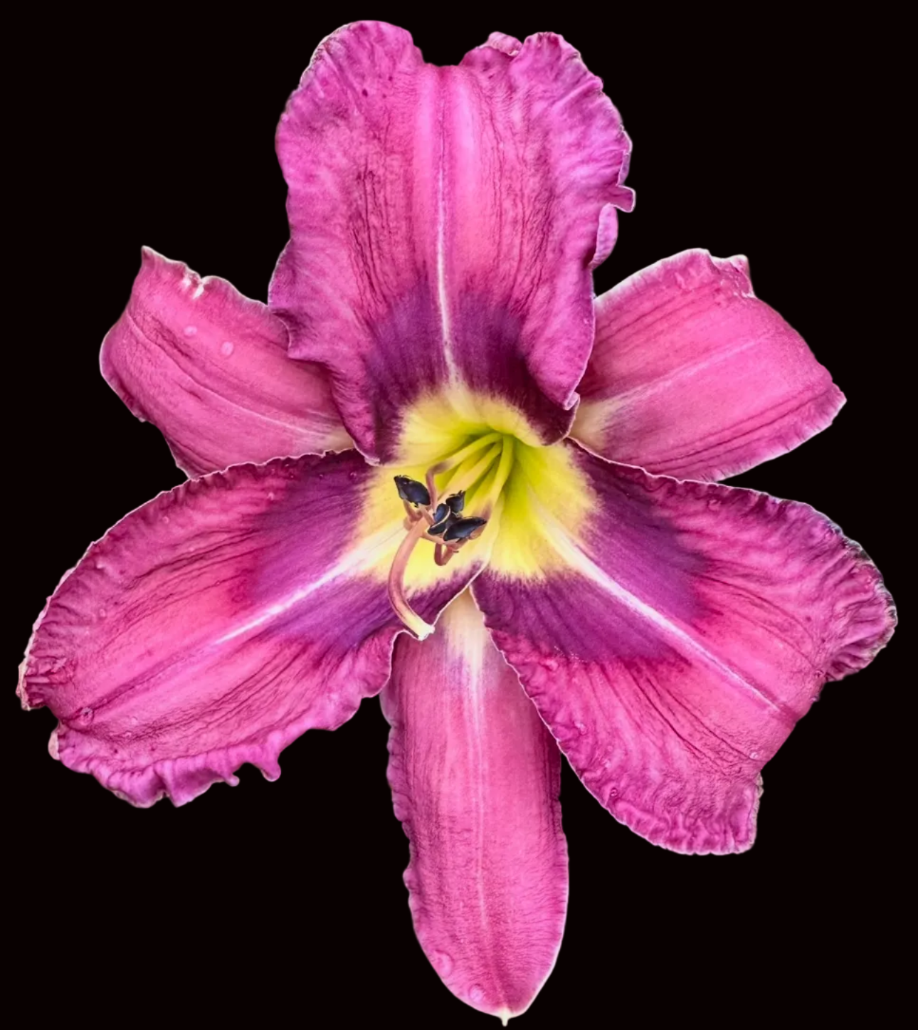 O48 | Ruffled Orchid Pink with Violet Eye
