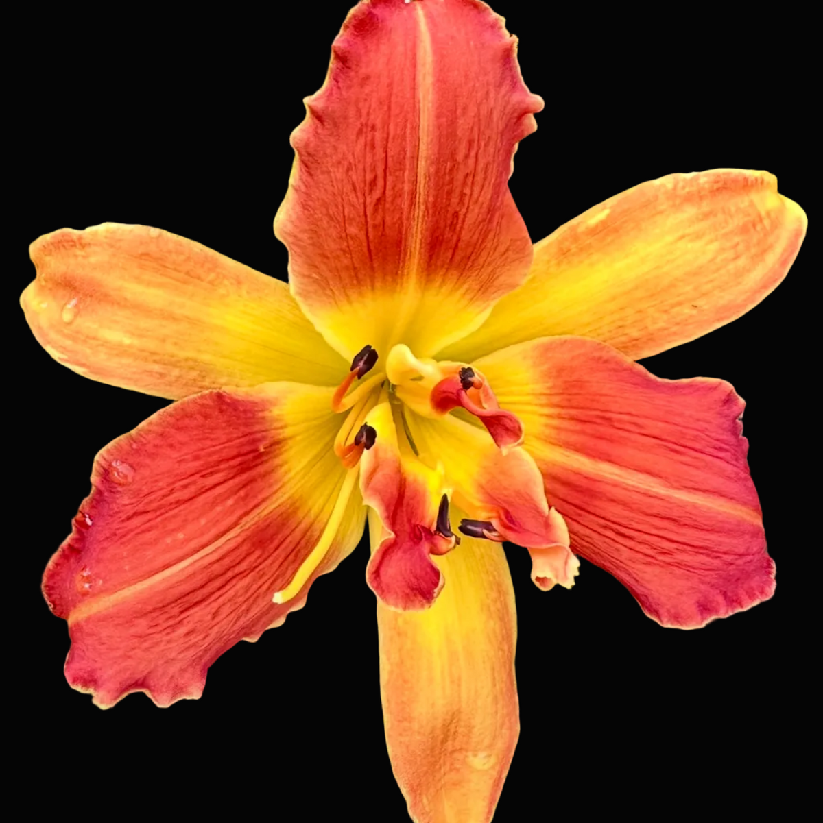 A close-up photograph of a vibrant orange and yellow daylily flower in bloom, surrounded by green foliage and dark soil, shown within a mobile phone screenshot interface.