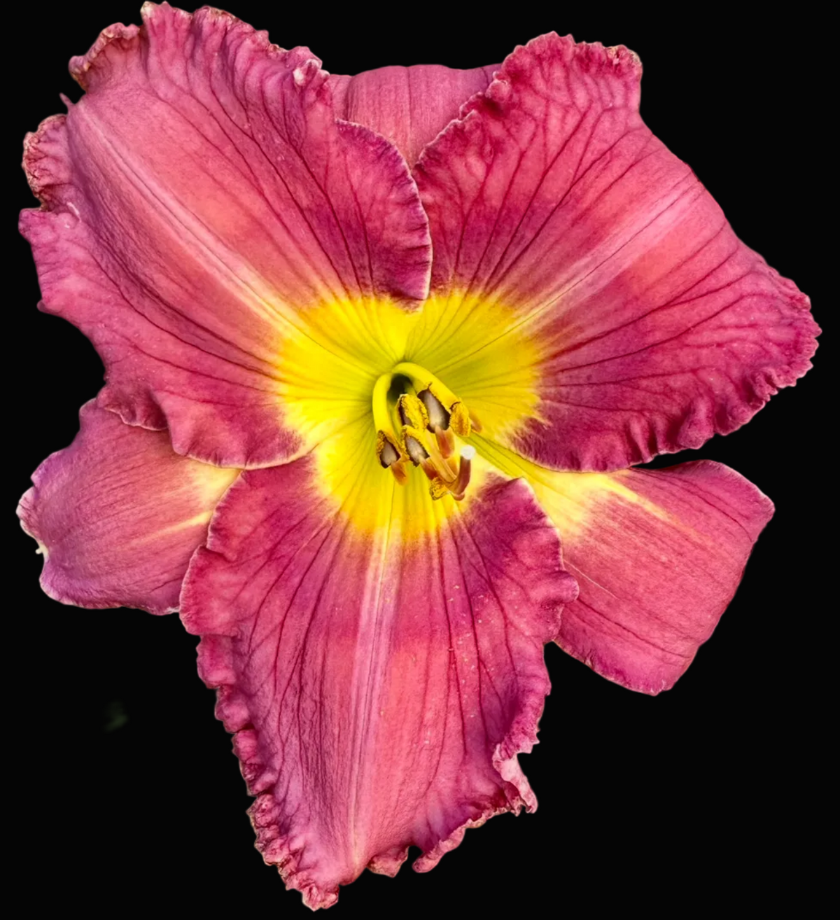 A close-up photograph of a blooming daylily flower with deep pinkish-red petals and a bright yellow center, surrounded by green leaves and soil, shown within a phone app screenshot interface.
