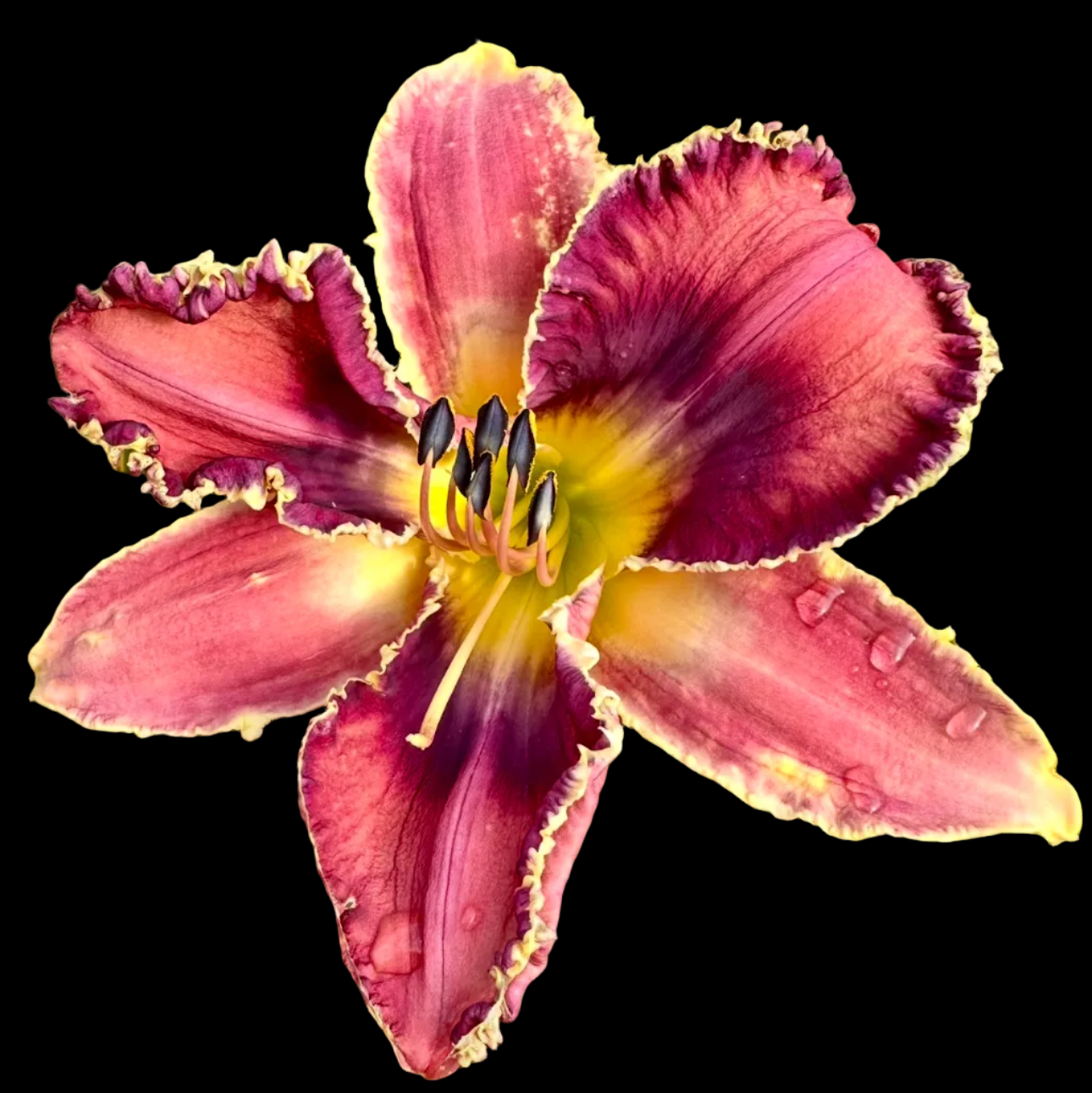 S11 | Large Ruffled Violet Plum with Cream Edge