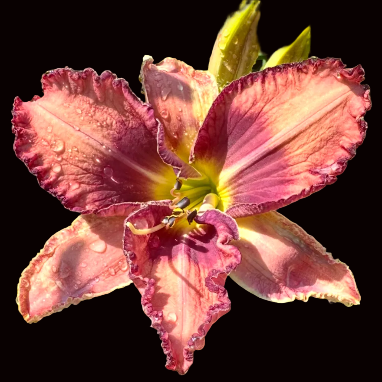 S16 | Blush Peach with Plum Violet Eye