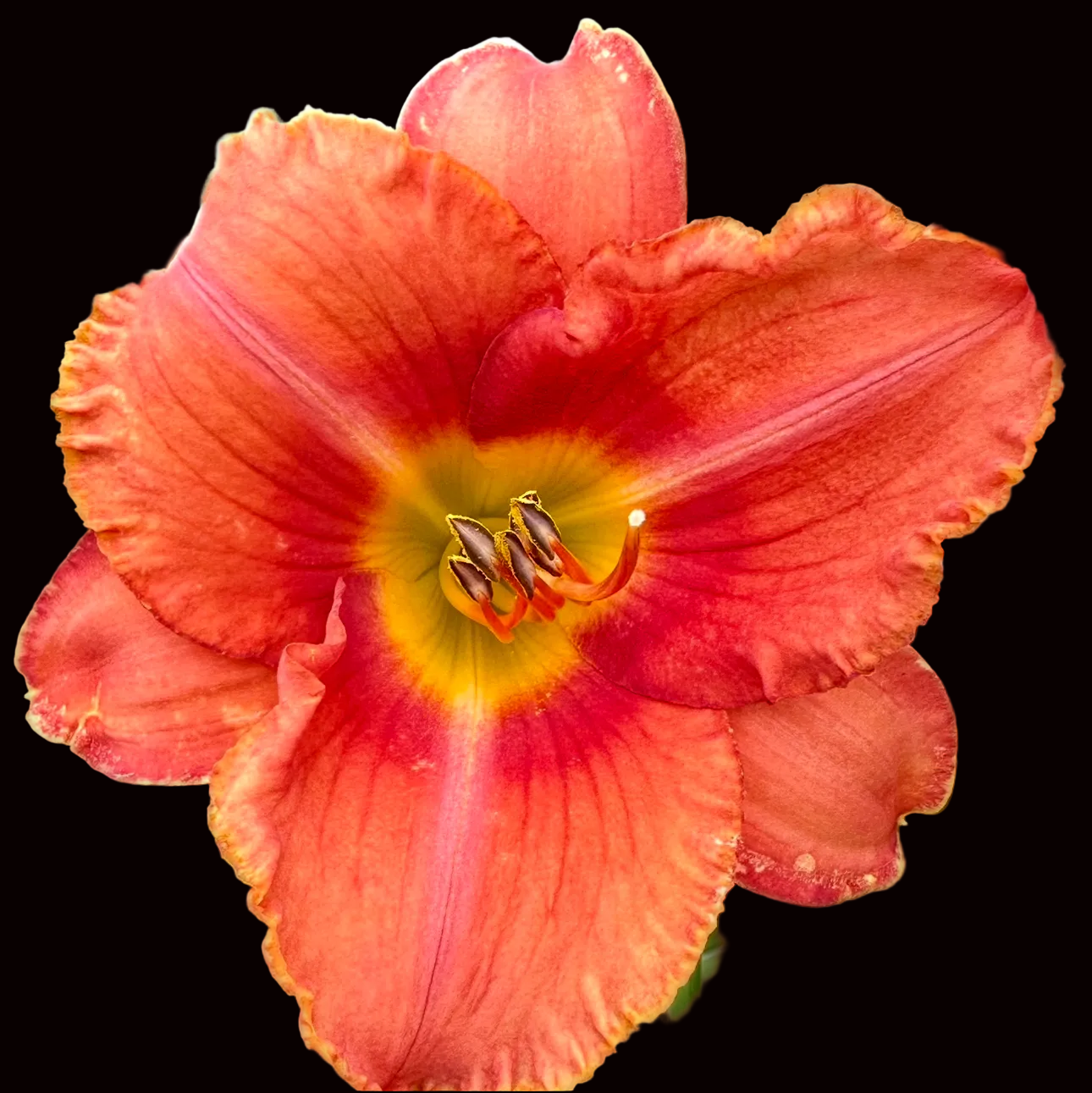 S83 | Tall Coral Sunset with Crimson Eye