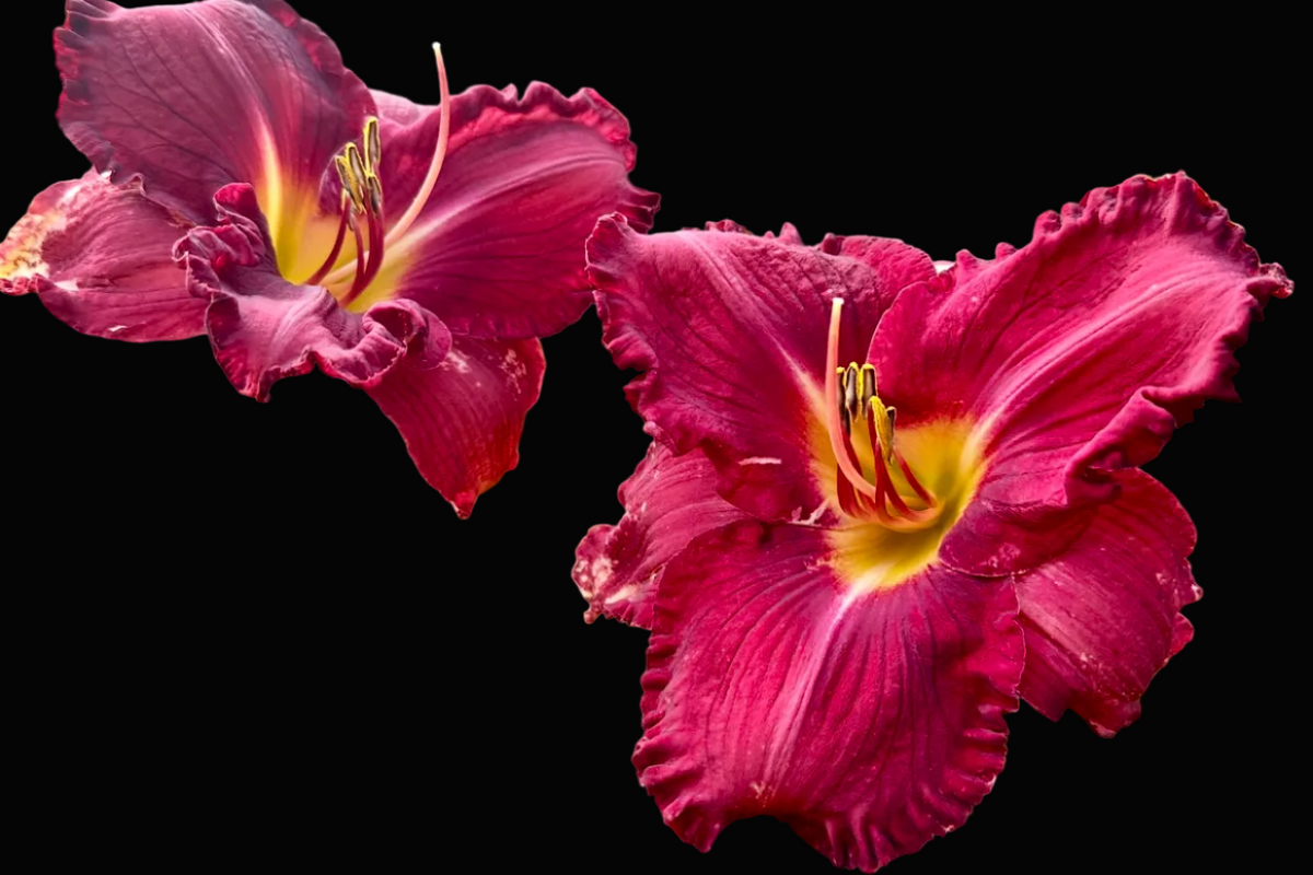 A close-up photograph of two dark red daylily flowers with yellow centers and green foliage, shown within a screenshot interface with phone status icons and a gallery layout.