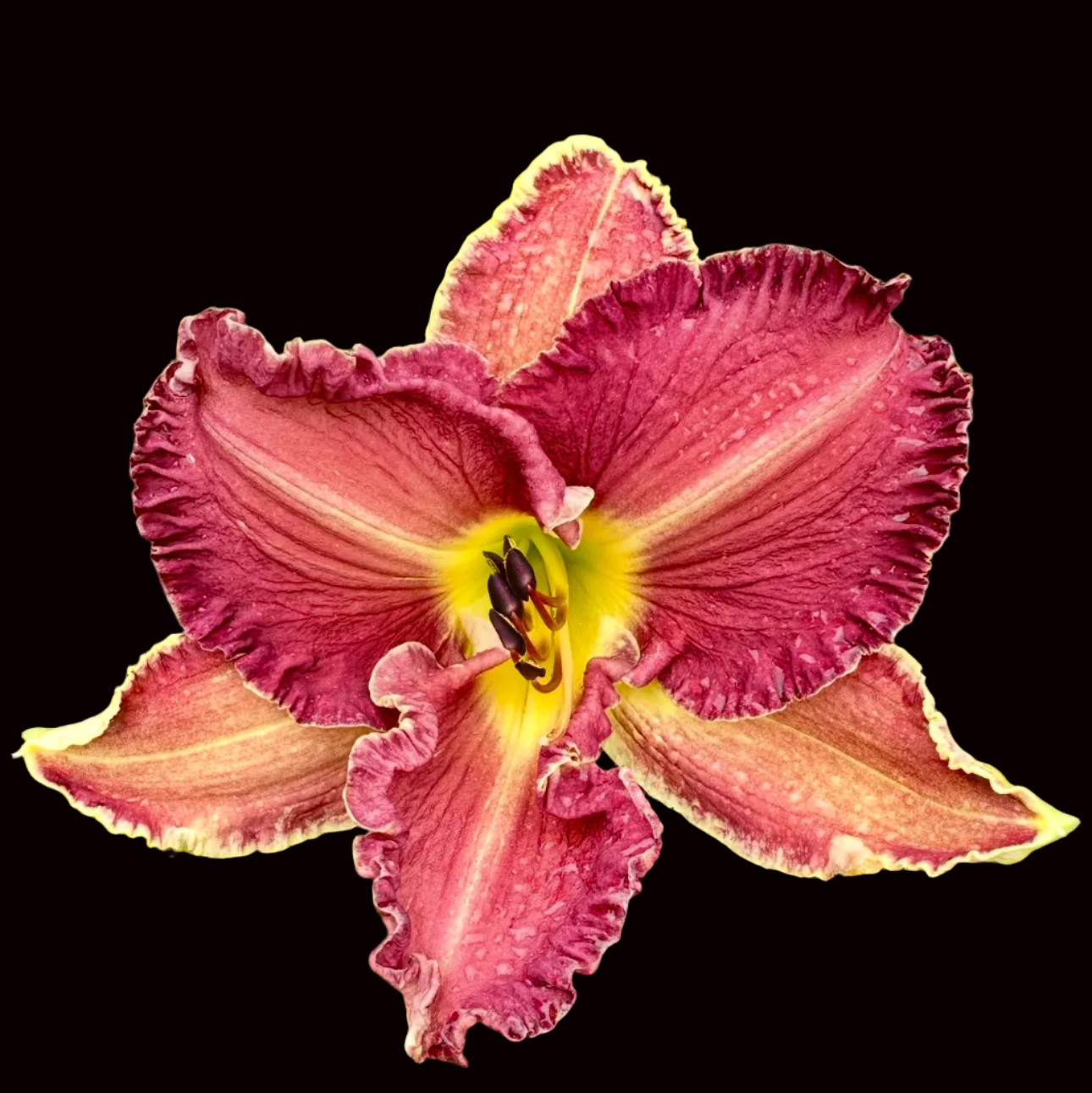 T20 | Ruffled Pink with Cream Midrib and Edge