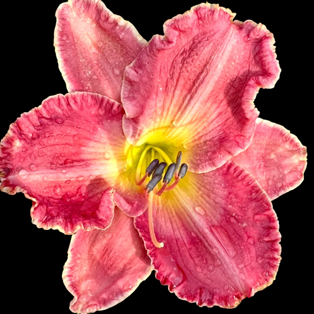 T58 | Ruffled Blush Pink with Crimson Eye