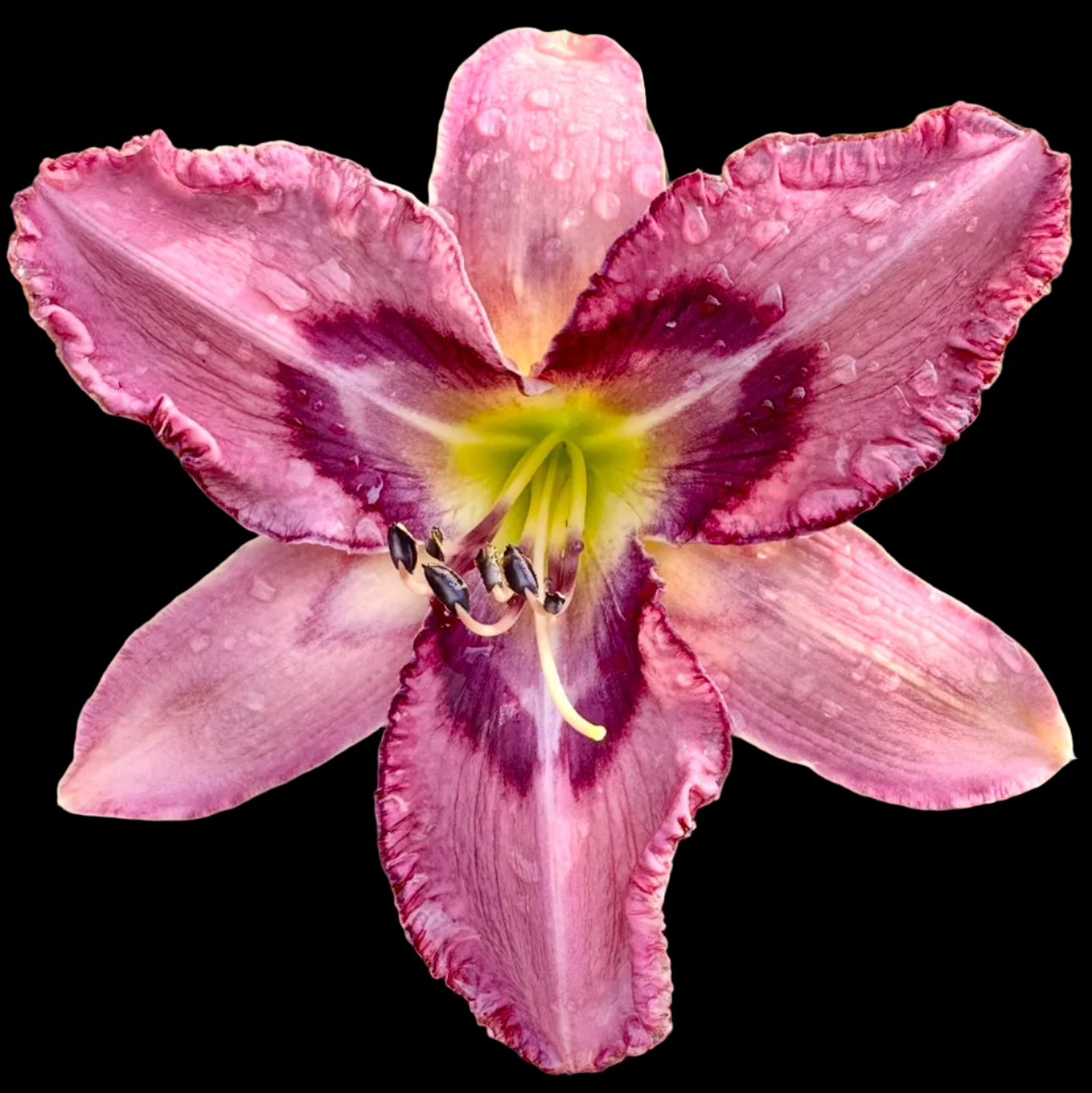 T60 | XL Unusual Form Orchid Pink with Wine Eye