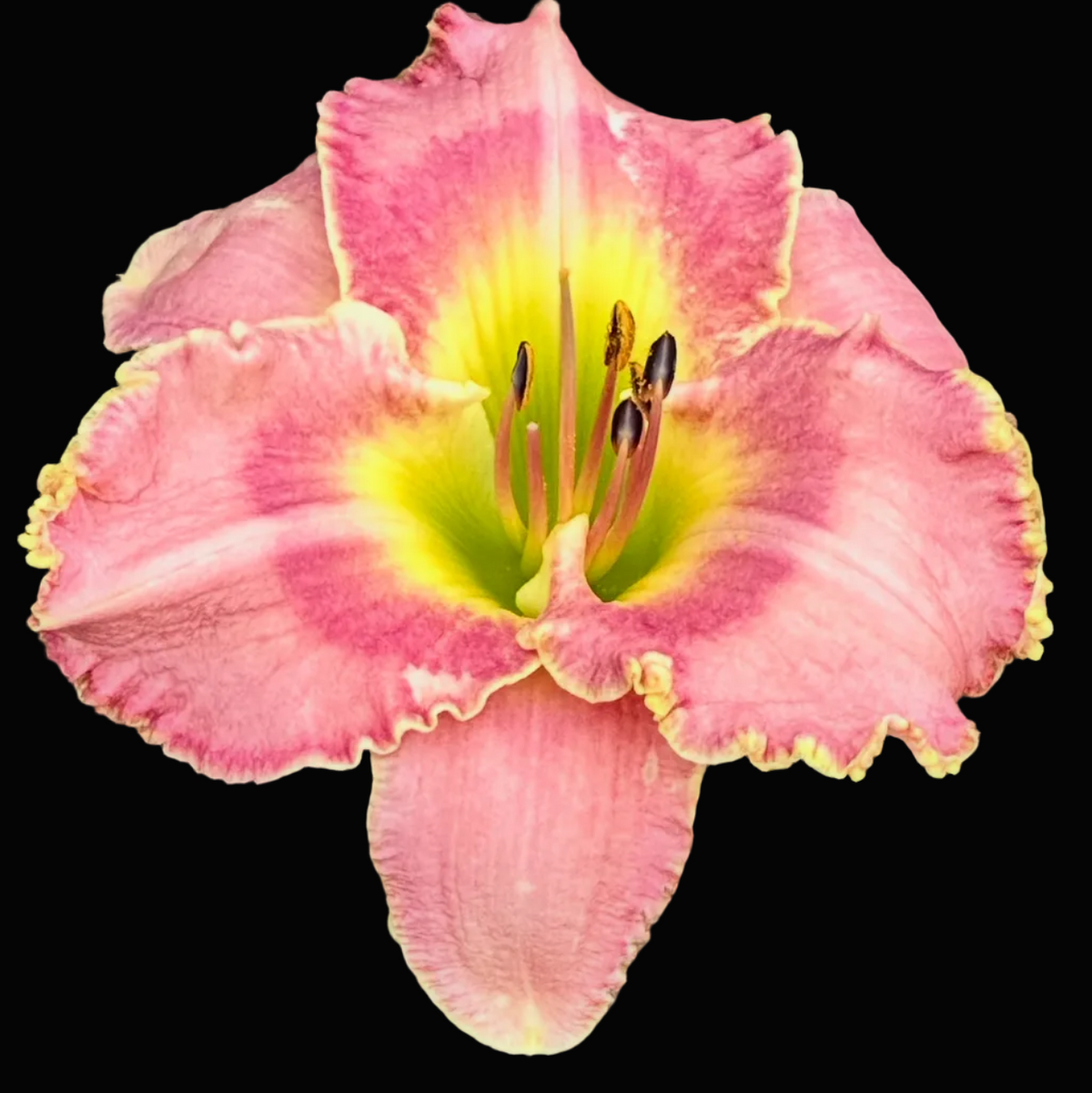 A close-up photograph of a pink daylily flower with a yellow center and green leaves, shown within a phone app screenshot interface.