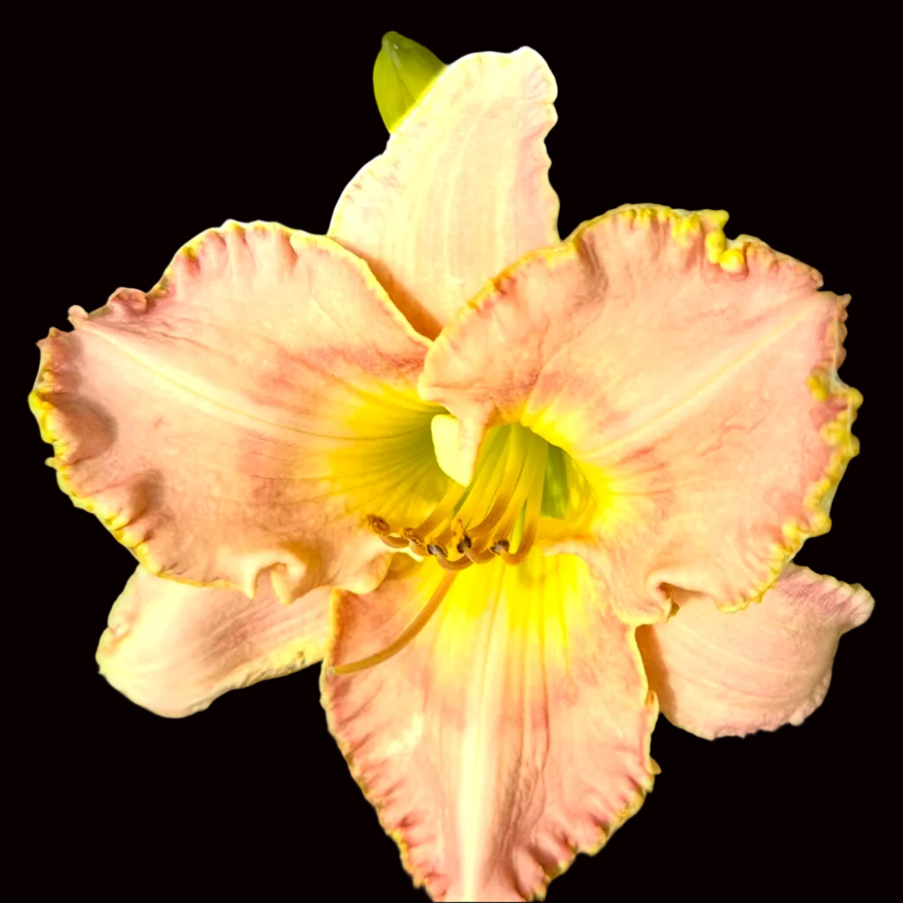 U36 | XL Ruffled Blush Peach with Lemon Throat