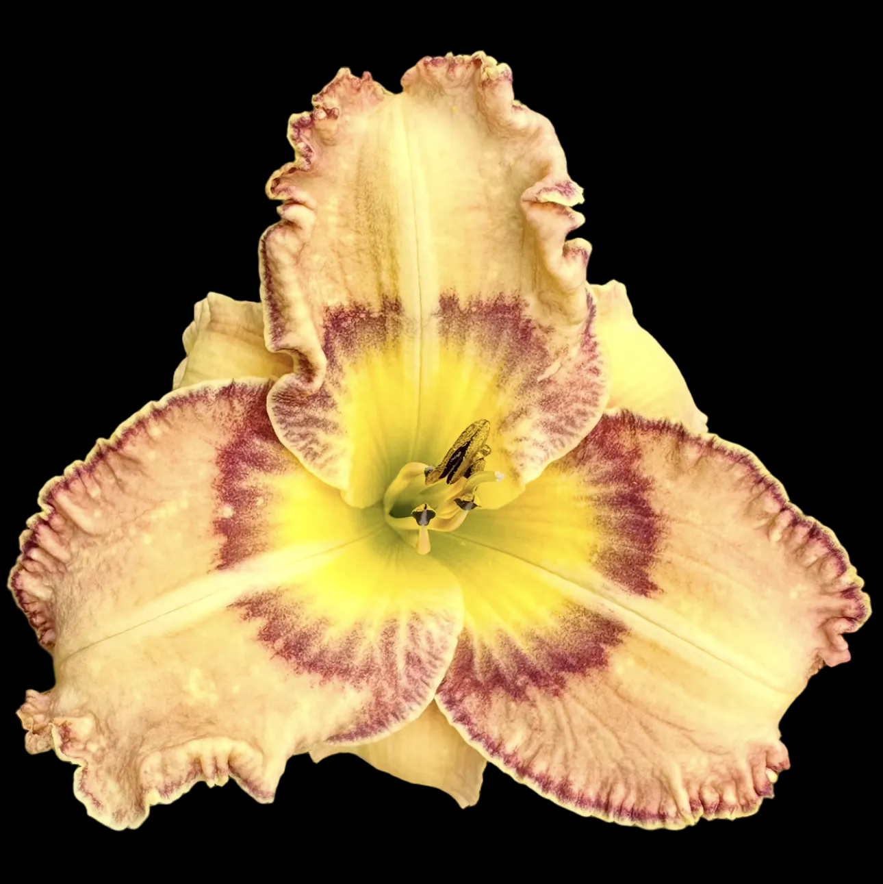 W16 | Large Ruffled Cream with Lavender-Plum Eye