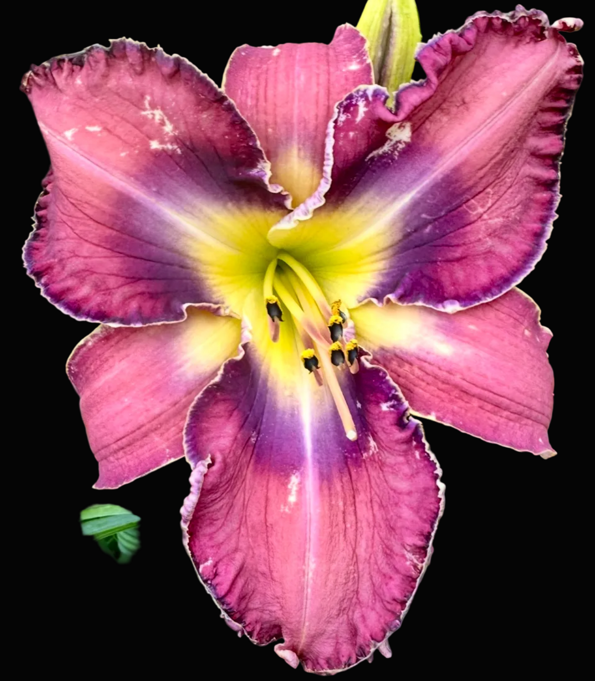 A close-up photograph of a blooming daylily flower with pink-purple petals, a yellow center, and green leaves in the background. The photo appears within a phone app screenshot interface with a date header at the top and flower thumbnails along the bottom.