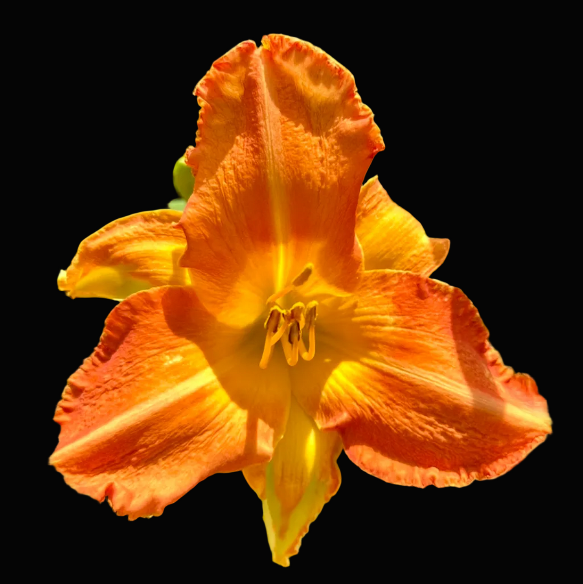 A close-up photograph of a single orange daylily flower with yellow-orange center and green leaves in the background, shown within a phone app screenshot interface.