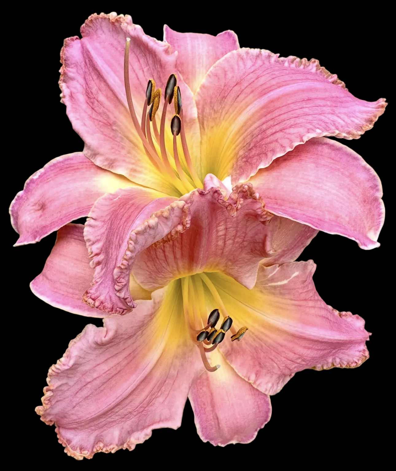 W32 | Ruffled Blush Pink with Watercolor Lavender Halo