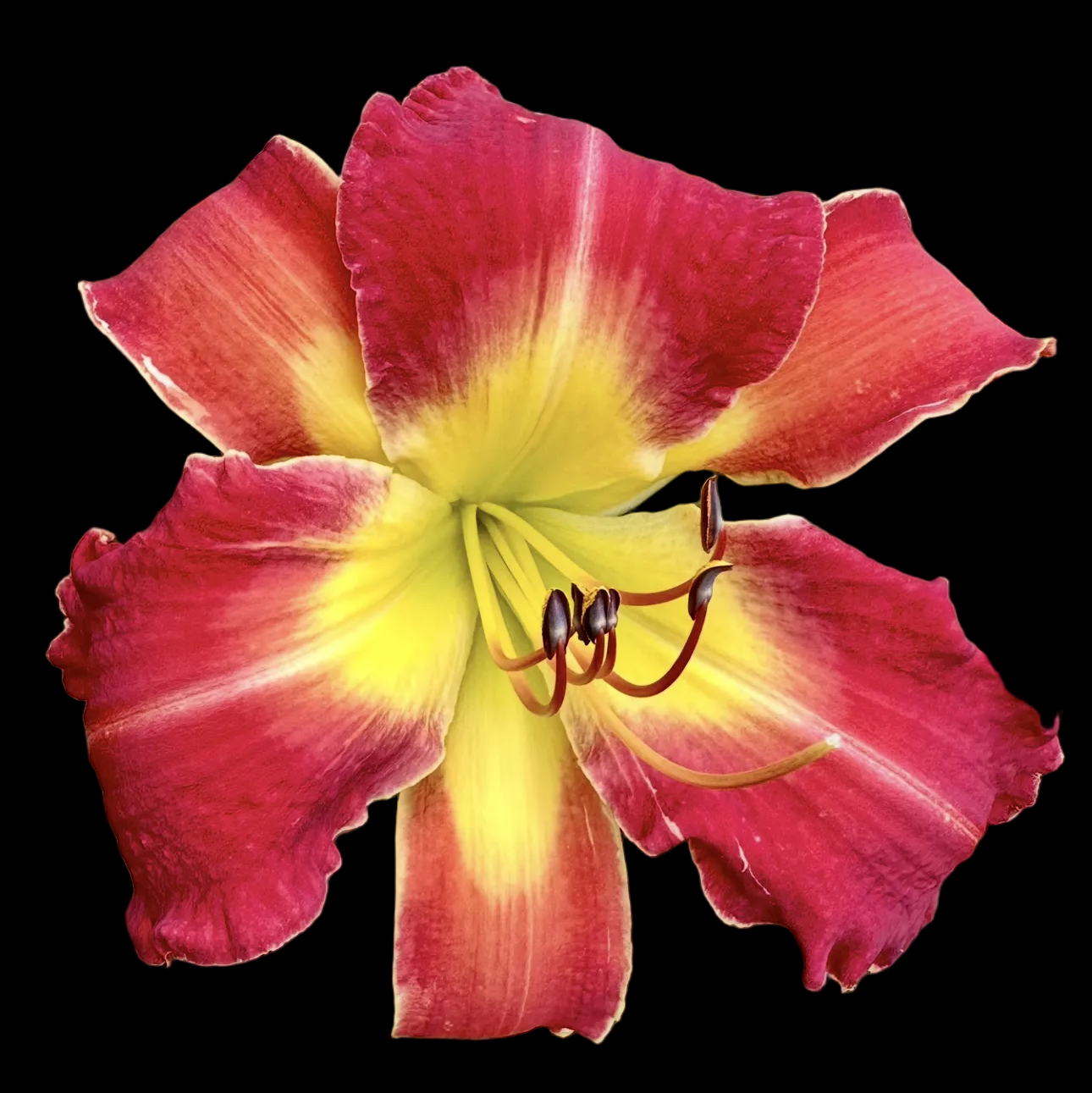 W94 | Ruby Red with Golden Star Throat