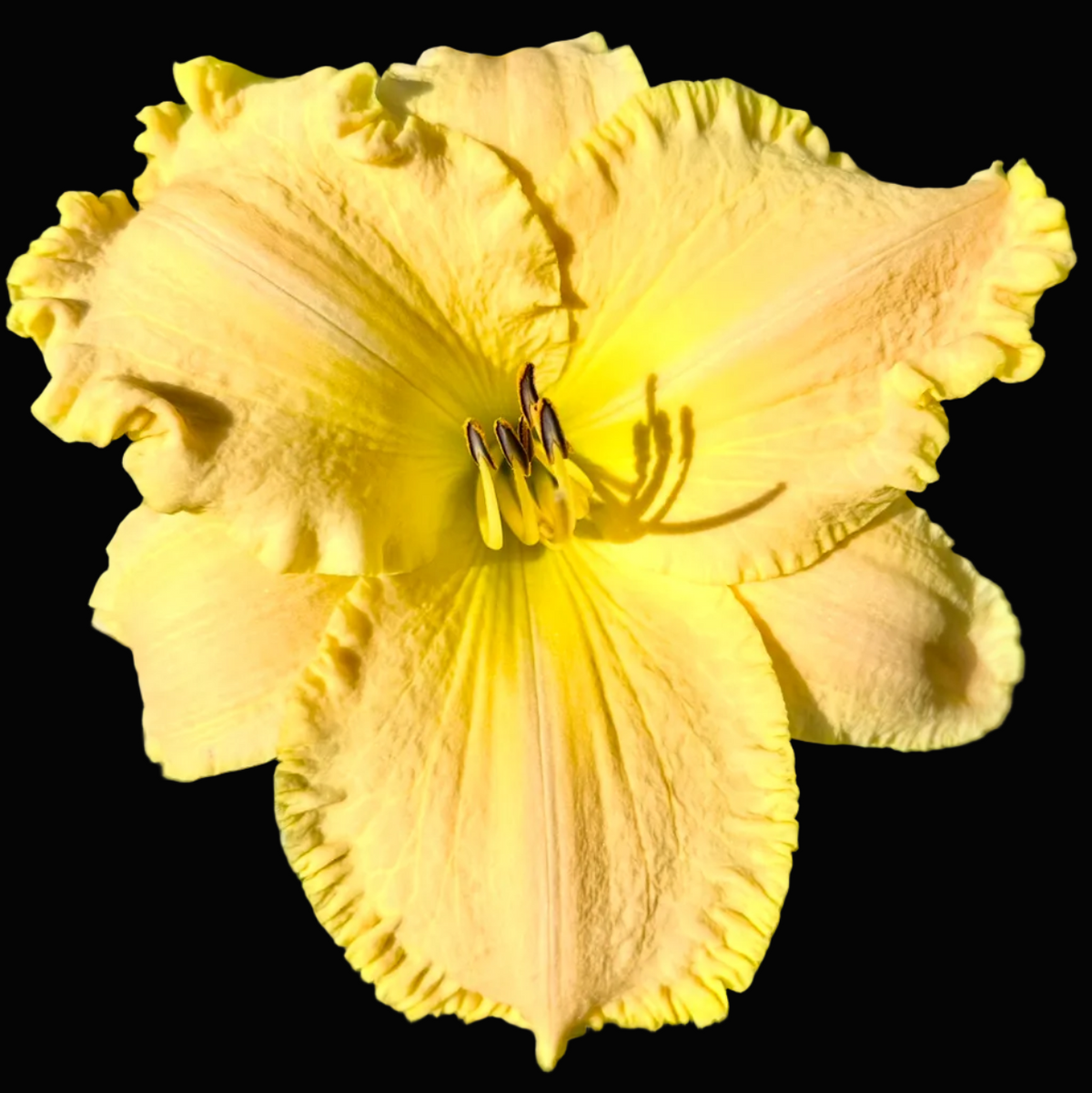 A close-up photograph of a single yellow flower with ruffled petals, shown within a phone app screenshot interface. The background around the flower consists of green leaves and some brown ground.