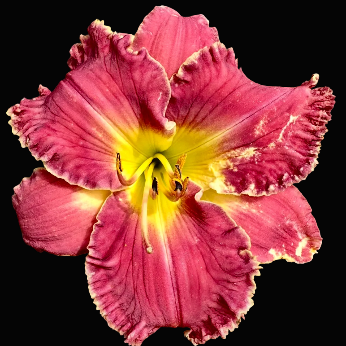 A close-up photograph of a blooming daylily flower with pink and yellow ruffled petals, surrounded by green foliage, shown within a mobile app screenshot interface.