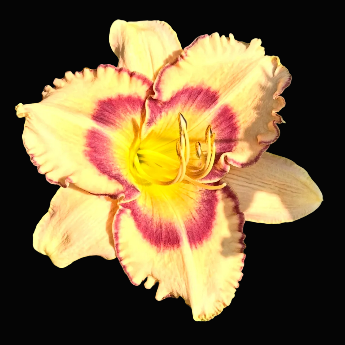 A close-up photograph of a daylily flower with pale yellow petals and deep magenta-purple stripes, surrounded by green leaves, shown within a mobile app screenshot interface.