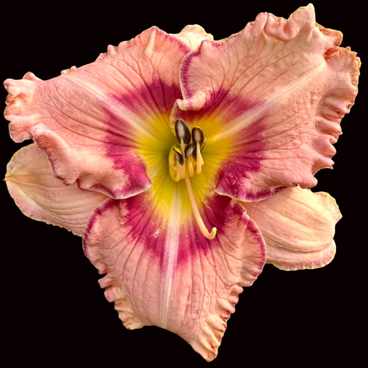 X22 | Ruffled Pale Peach-Pink with Red-Plum Eye